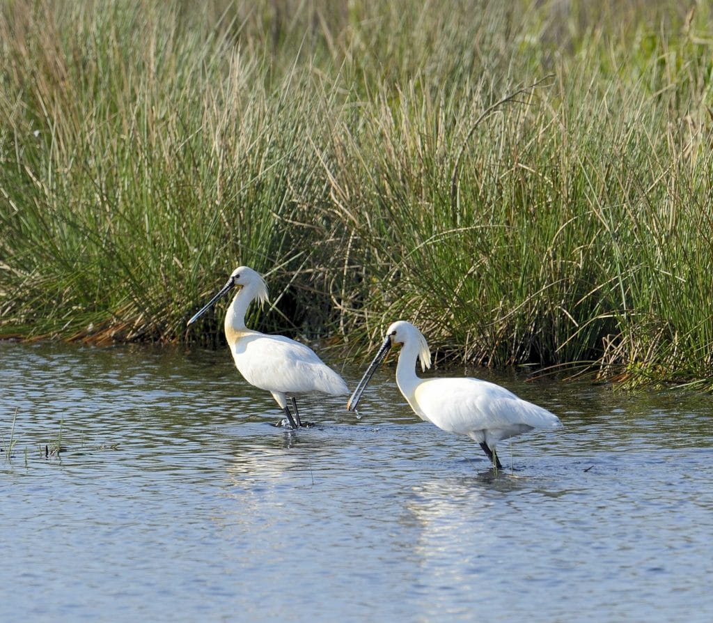 Houseboat Senang de Auken